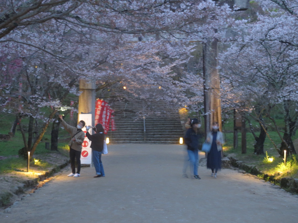 太宰府竈門神社と桜　③