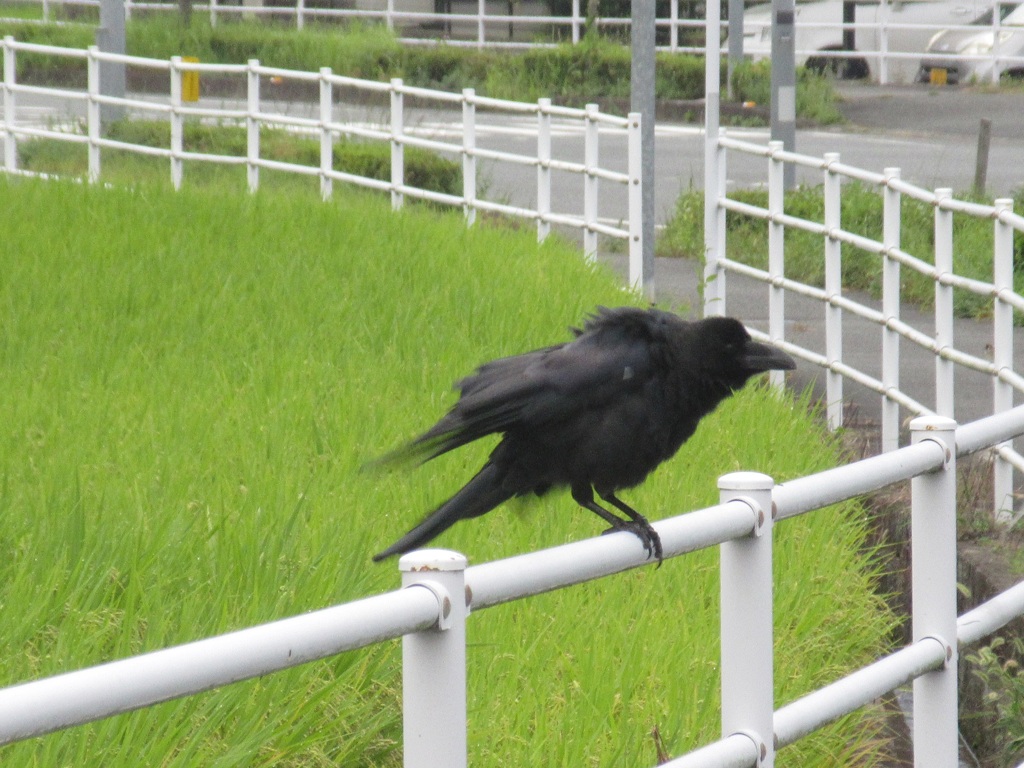 柵の上のカラス