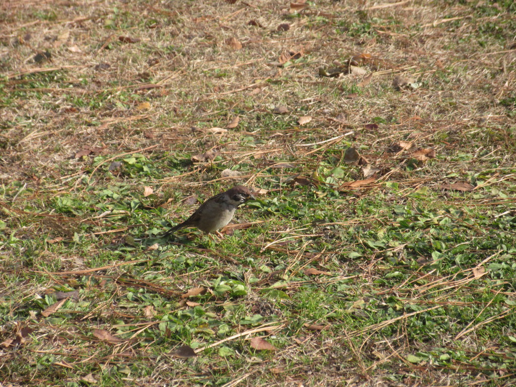 スズメのえさ探し①