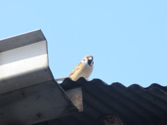 屋根の上のスズメ　