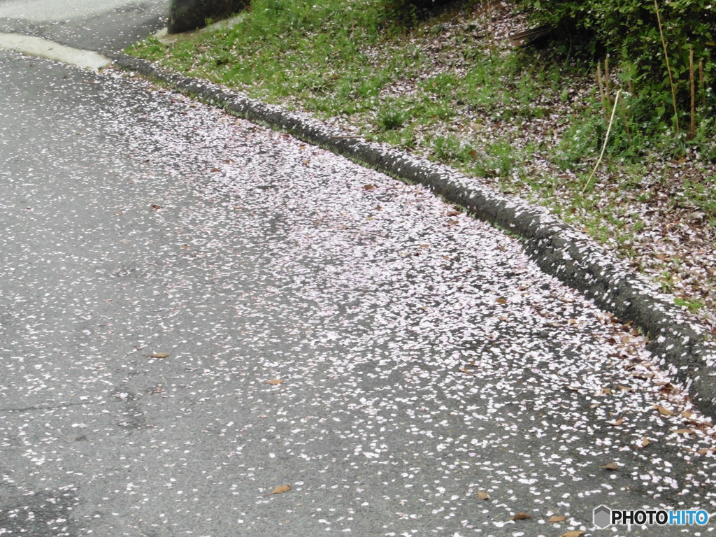 散り始めた桜