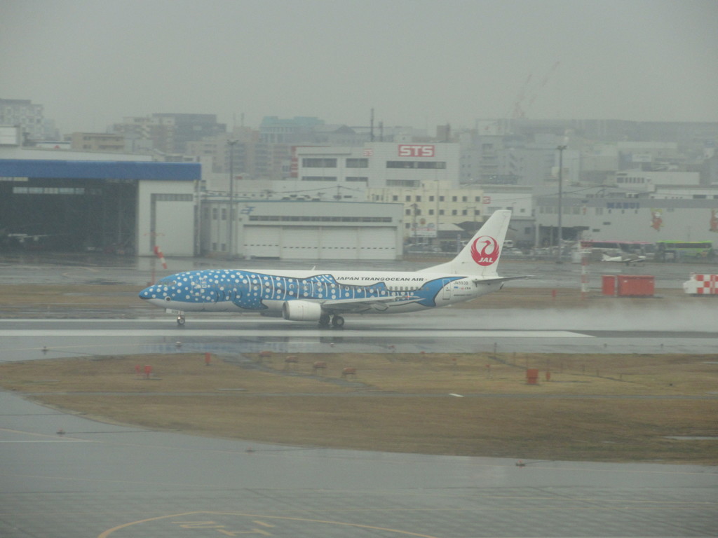 ジンベエ離陸①