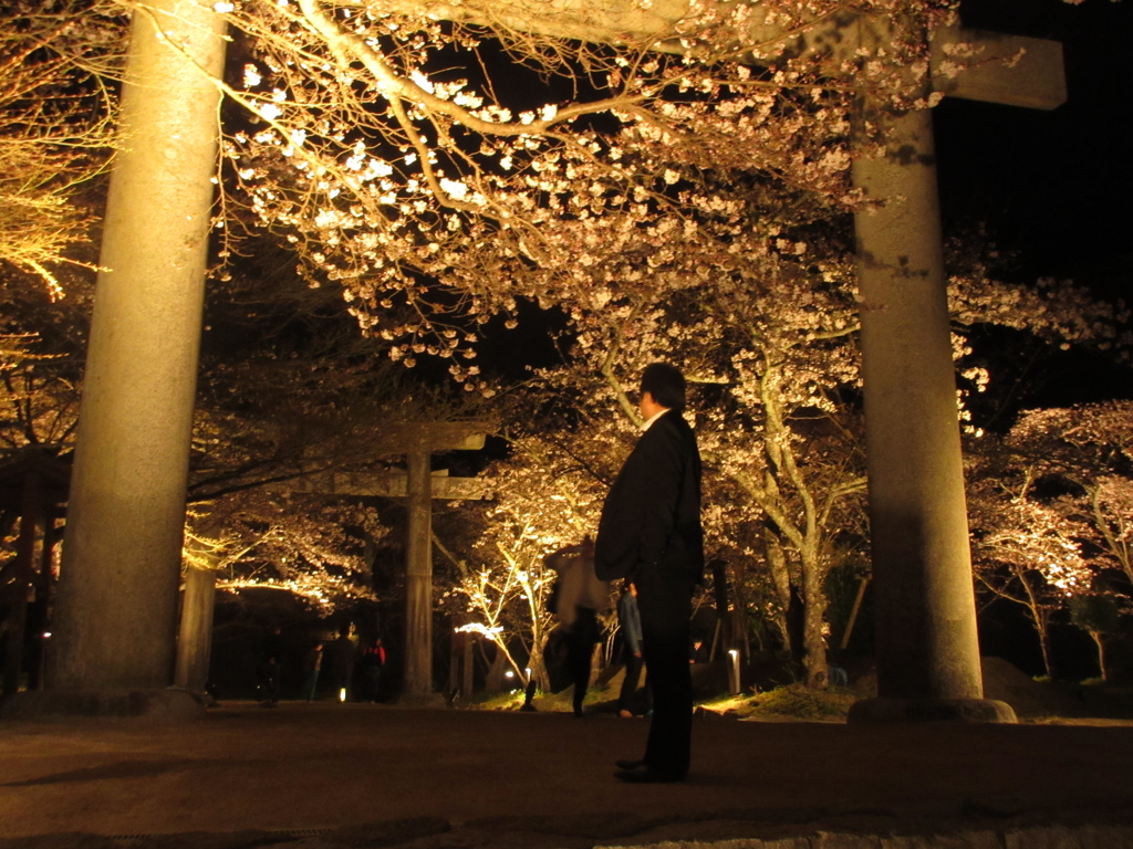 太宰府の神社の夜桜①