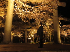 太宰府の神社の夜桜①