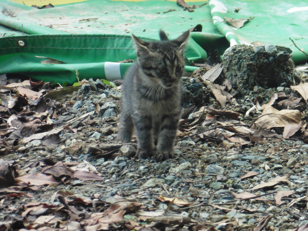 親子の猫ちゃんたち②