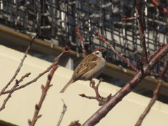 枝の上のスズメ