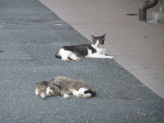 夏バテしてるネコちゃん　④