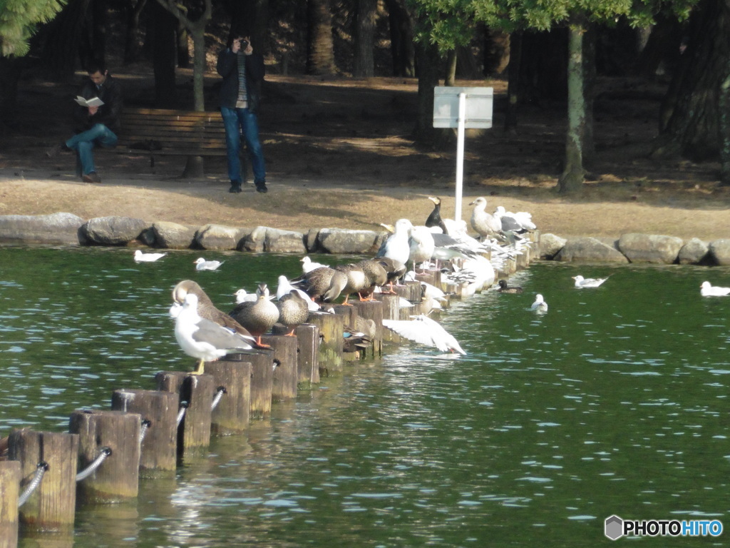 大濠公園にて⑤