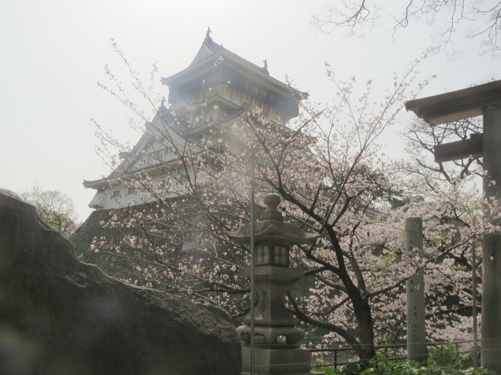 小倉城と桜　⑤