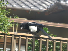 民家の柵の上にとまるカササギ