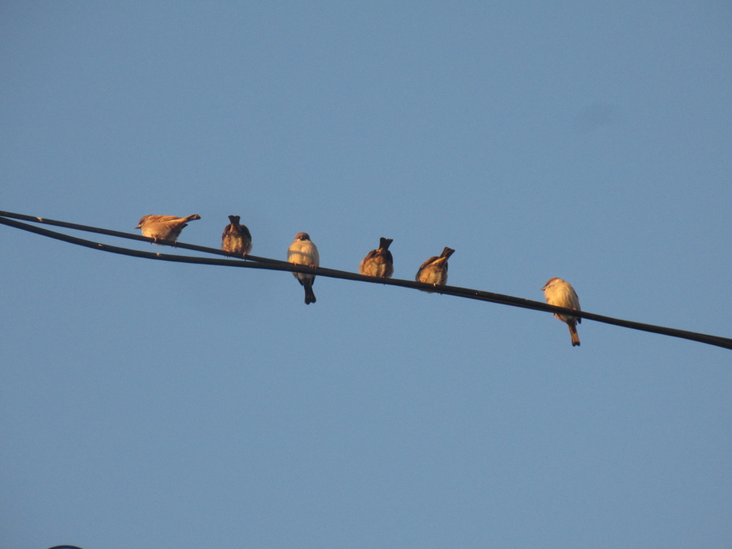 佐賀の田舎にてスズメの大群が⑦
