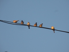 佐賀の田舎にてスズメの大群が⑦