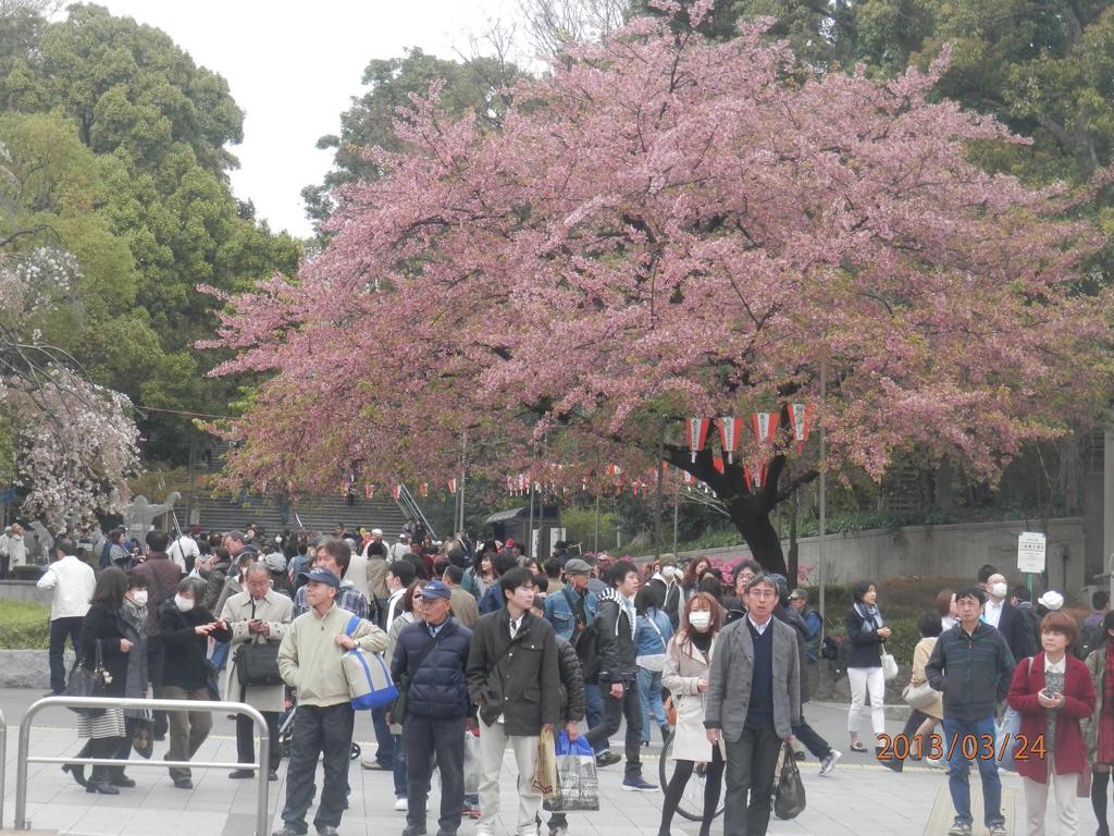 東京上野公園の花見客