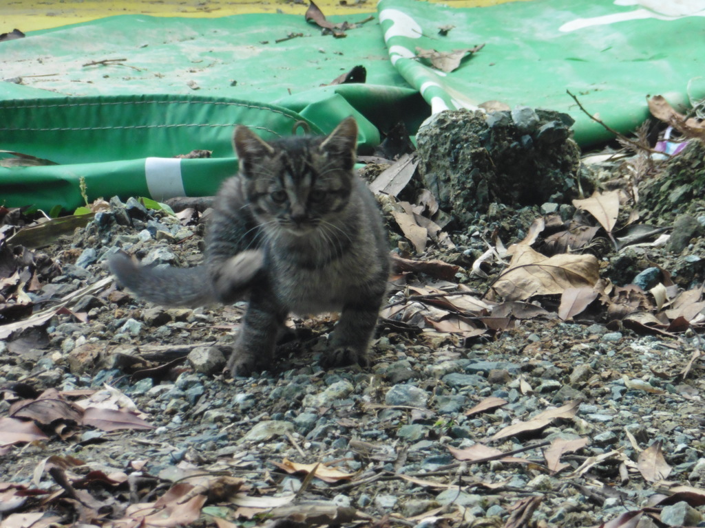 親子の猫ちゃんたち③