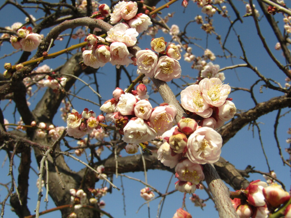 梅の開花　④