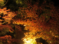 夜の紅葉ライトアップ③