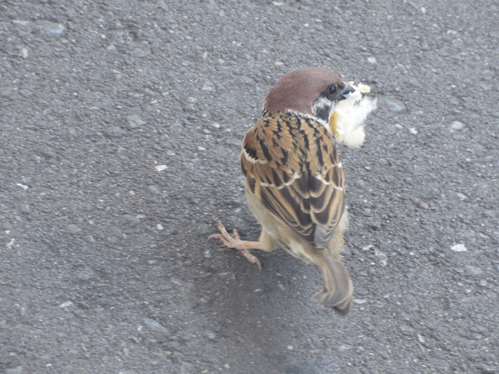 餌をくわえたスズメちゃん①