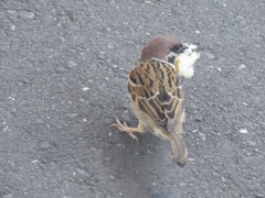餌をくわえたスズメちゃん①