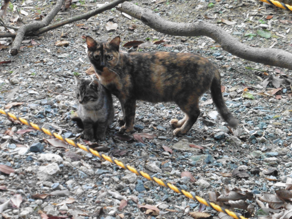 猫ちゃんツーショット③