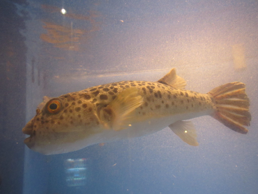 水槽の中の魚たち⑥