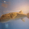 水槽の中の魚たち⑥