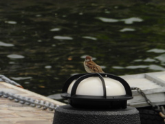 外灯の上でたたずむスズメ