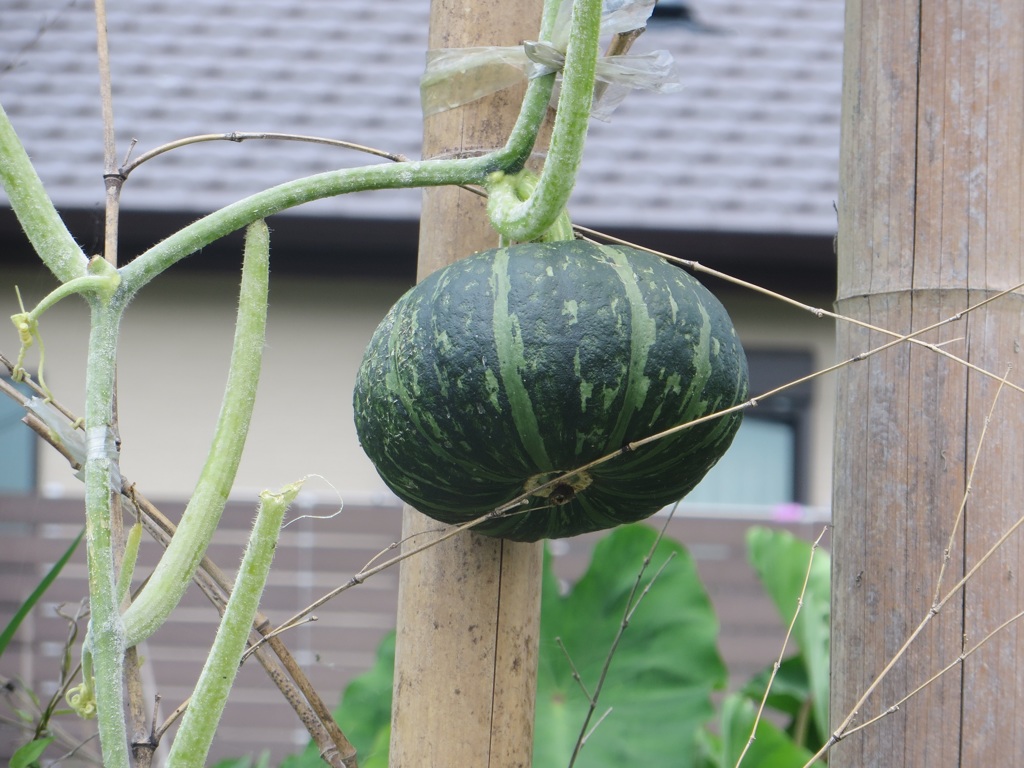 立派なカボチャ