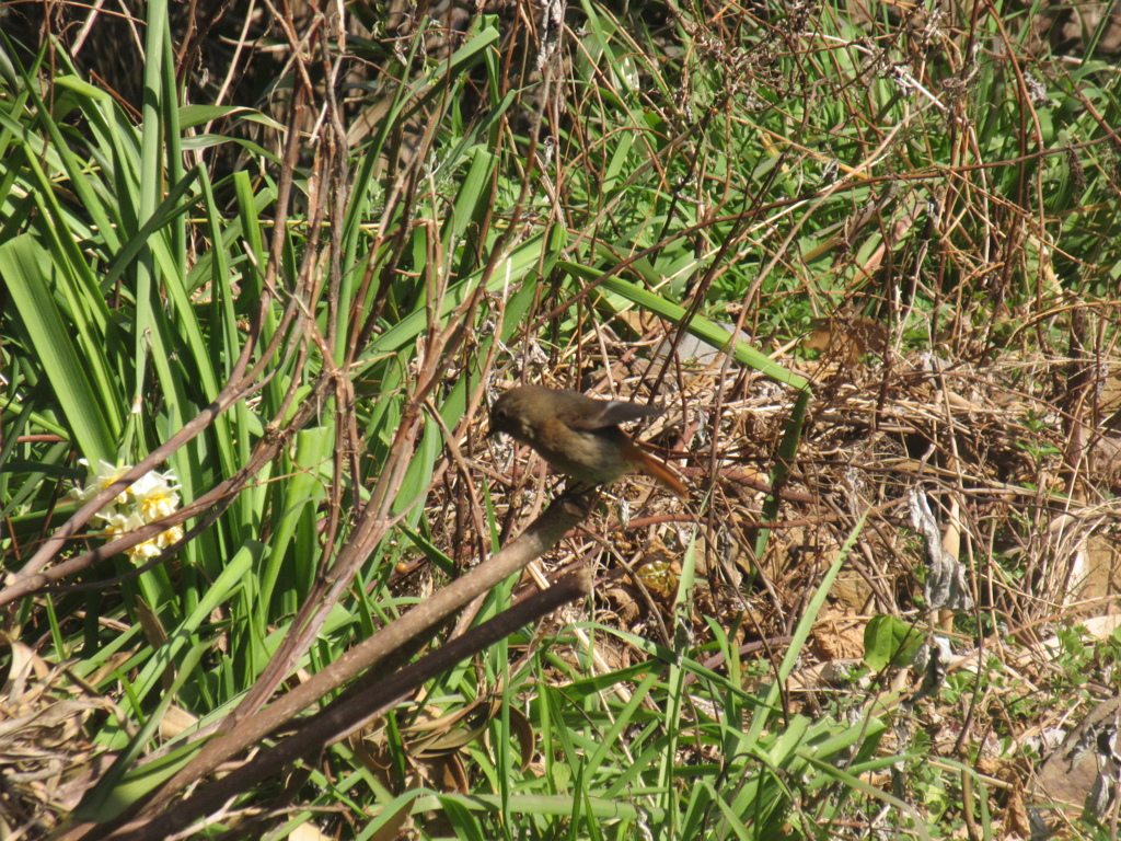 ジョウビタキ②