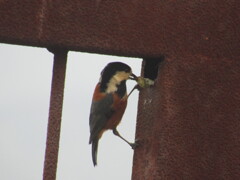 ヤマガラの営巣　②