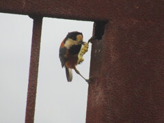 ヤマガラの営巣　④