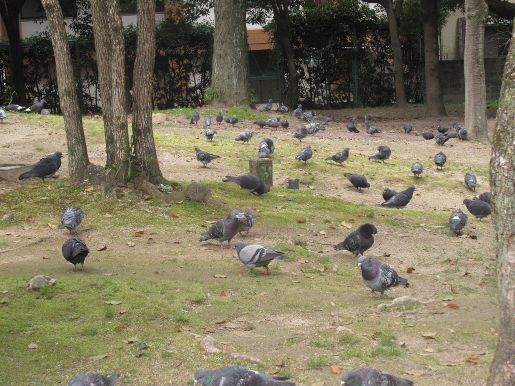 異常なほどのハトの群れ②