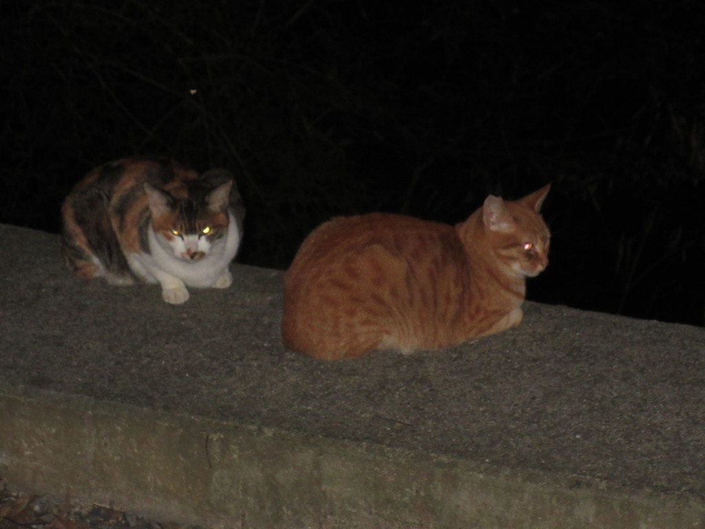 夜の山道で2匹の猫が