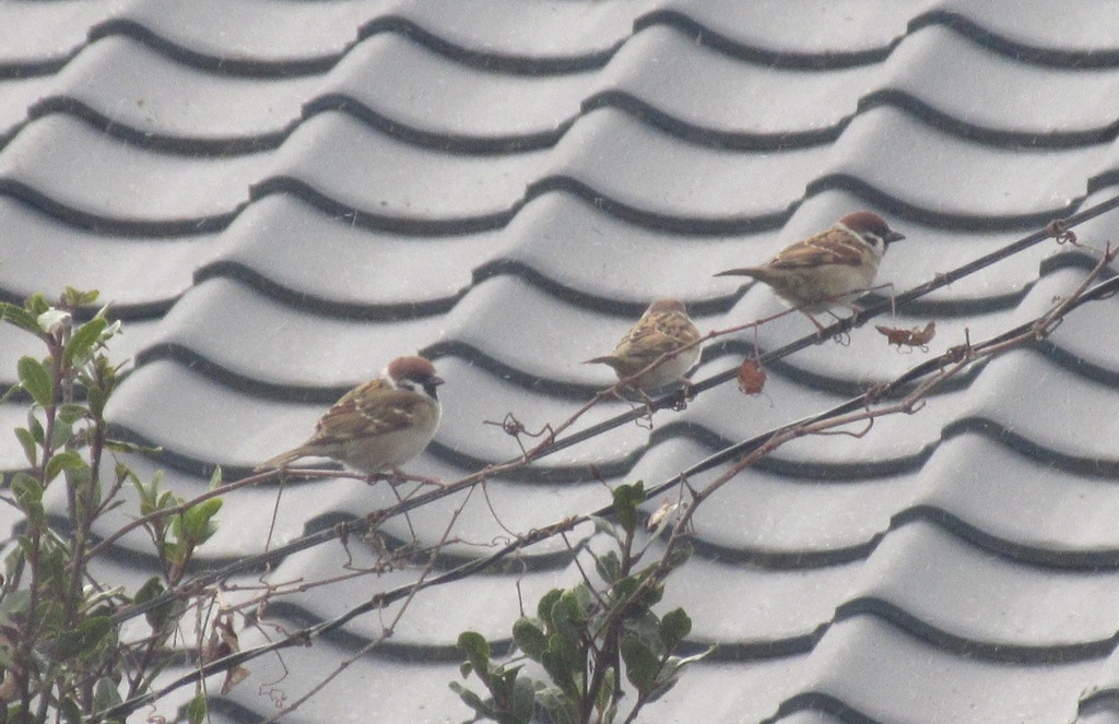 枝の上の三匹のスズメ