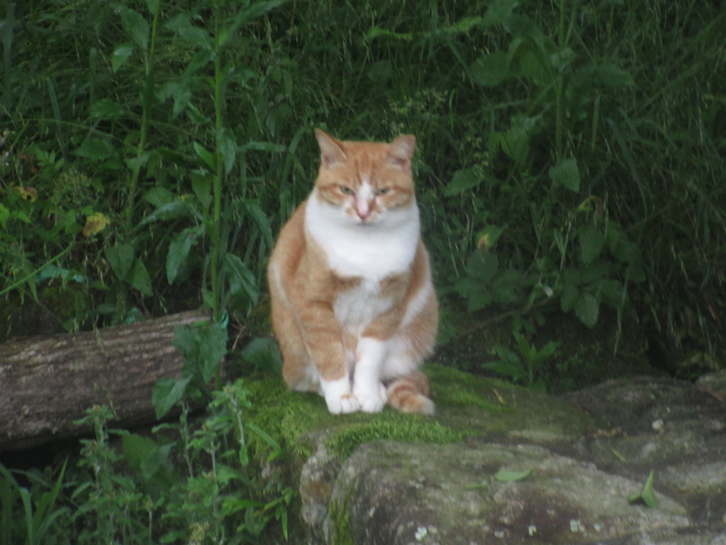 こちらに気づく猫ちゃん②
