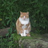 こちらに気づく猫ちゃん②