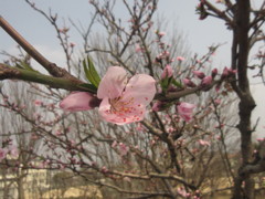 お花見日和　⑦