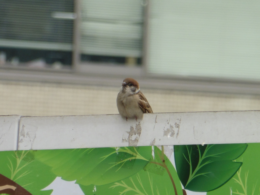 何かを見つめているスズメ