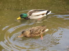 池を泳ぐ2羽のカモ