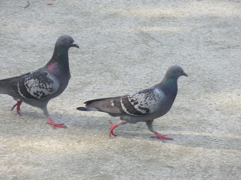 仲良い２羽のハト