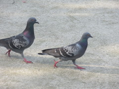 仲良い２羽のハト