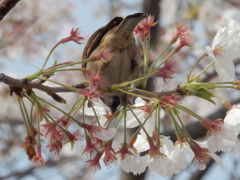 桜をついばむスズメ　⑤
