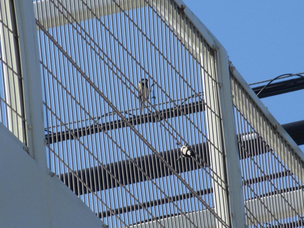 歩道橋の柵にしがみつくシジュウカラ①
