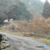 降りしきる雪①