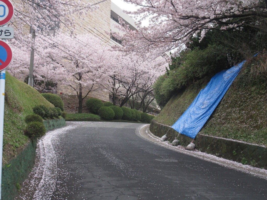道路に散る桜①