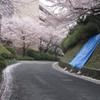 道路に散る桜①