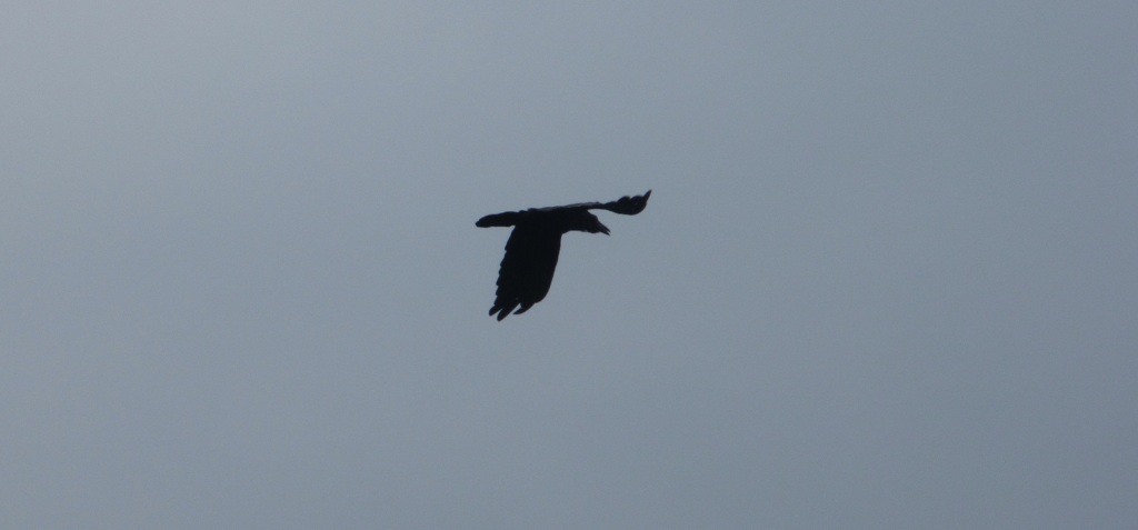空を飛ぶカラス