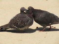 じゃれ合う鳩　①