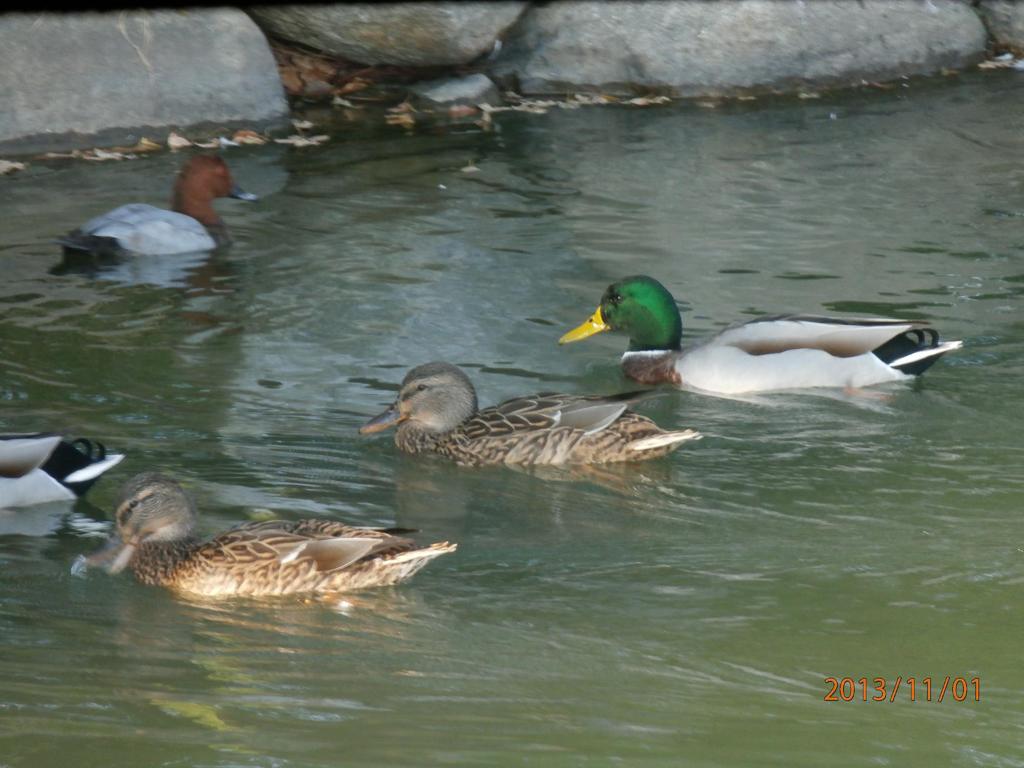 福岡市大濠公園のカモ②