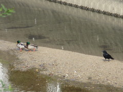 川辺の光景③