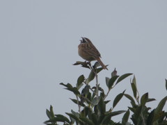 木の上で鳴くホオジロ